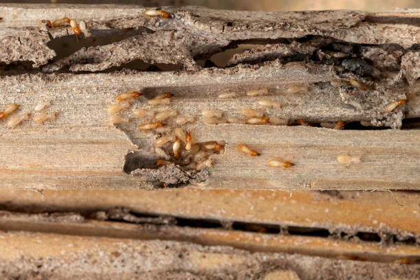 Best Affordable Pest Control Services  in Sylva, NC